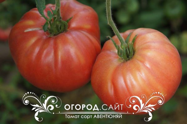 томаты ребристые | ОГОРОД.сайт